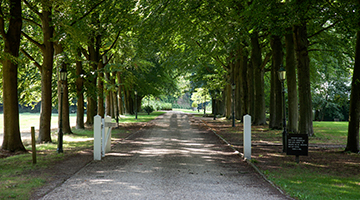 Pad tussen de bomen